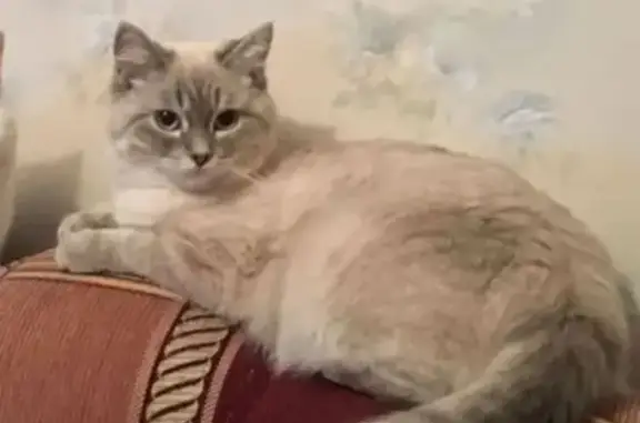 Кошки потеряшки, Екатеринбург, фото: Потеряшка кошка, Район Железнодорожный (г Екатеринбург), Билимбаевская, д. 41, Екатеринбург — серо-белая, очень пугливая