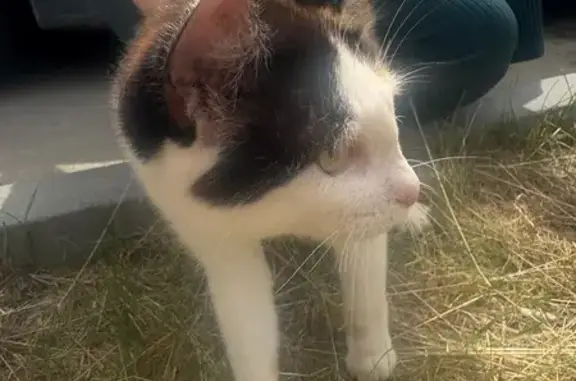 Найдена кошка, Тюмень, Амурская, д. 39 — котёнок с противоблоховым ошейником синего цвета - photo