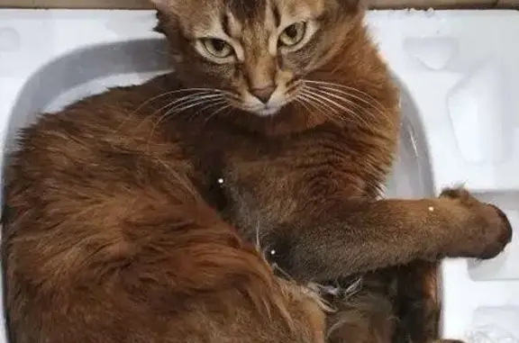 Кошки потеряшки, Воронеж, фото: Потеряшка кошка, Воронеж, Каховского, д. 64, Воронеж — коричневый окрас, сомалийская порода