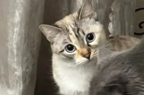Пропала кошка, Реж, Советский, д. 35, Реж — пугливая, светло-голубые и серые глазки - photo