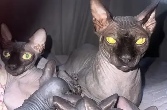 Пропала кошка, Цветной, Воронеж — серый крупный кот - photo