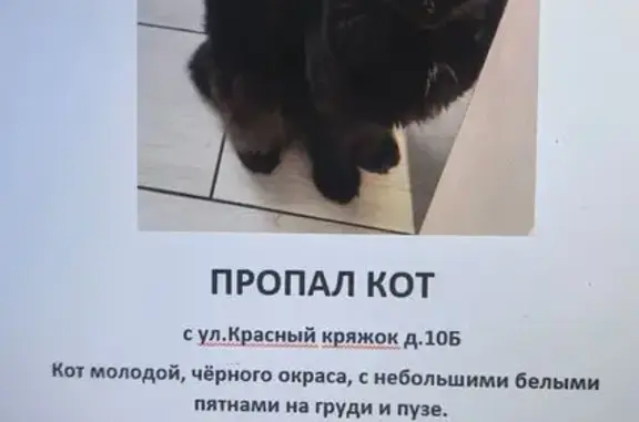 Пропала кошка, Район Куйбышевский (г Самара), Самара — пушистый, с небольшими белыми пятнами на груди и брюшке - photo