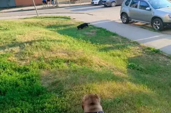 Найдена собака, Тула, фото: Найдена собака, перекрёсток Марата — Замочная, Тула — такса с ошейником