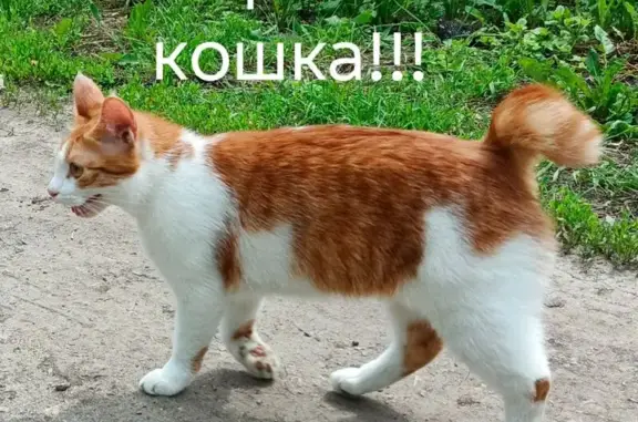 Пропала кошка, Село Бокино, Заречная, д. 43, Бокино — рыженькая, белые лапки - photo