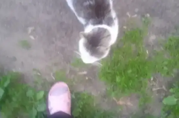 Найдена кошка, Лодейное Поле, фото: Найдена кошка, Лодейное Поле — чёрно-белая