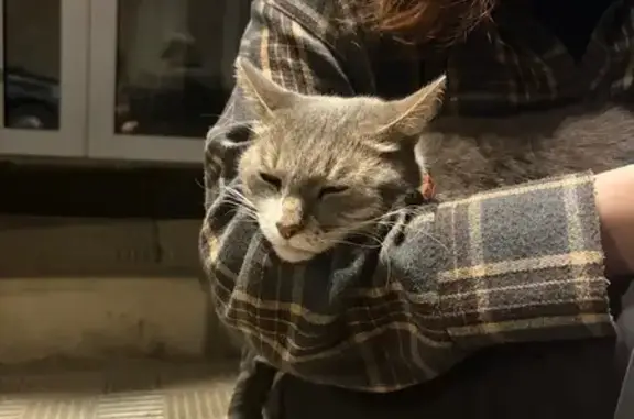 Найдена кошка, Кострома, фото: Найдена кошка, Кострома — давно видим, схуднул за неделю