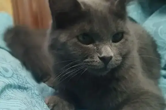 Пропала кошка, Омск, 75 Гвардейской бригады, д. 6, Омск — пушистая, 8 месяцев - photo