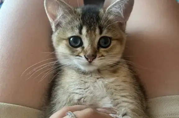 Пропала кошка, Пенза, Чкалова/Калинина, д. 74 — домашний котёнок - photo