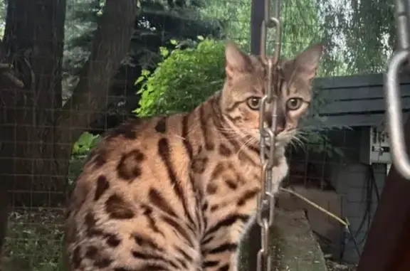 Кошки потеряшки, Домодедово, фото: Потеряшка кошка, Деревня Заболотье (г Домодедово), Виноградная, д. 8, Домодедово — мальчик бенгал 6 лет