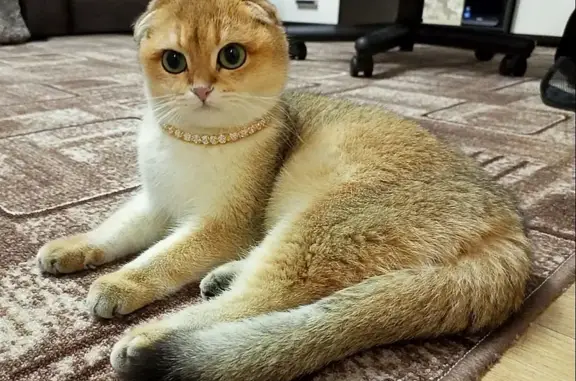 Пропала кошка, Новый Оскол, Павлова, д. 5 — шотландская вислоухая, 1 год - photo