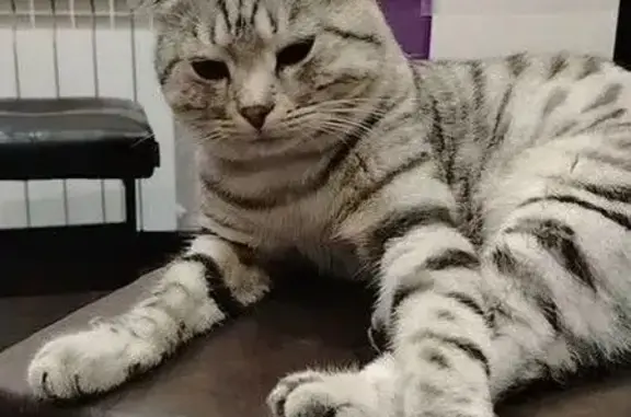 Пропала кошка, Златоуст, Космонавтов, д. 9 — тихая, пугливая - photo