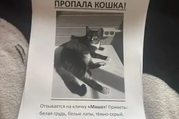 Пропала кошка, Красина, Орехово-Зуево — полосатая, с белой грудкой - photo
