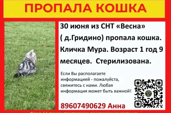 Пропала кошка, СНТ Весна, Семенково — кличка Мура, серый окрас, отметка на лбу - photo