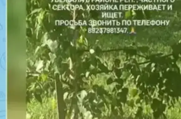 Пропала собака, Барнаул — светло-коричневая - photo