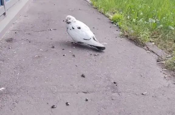 Найденные животные Нижний Новгород, фото: Найдена птица, Воротынская, Нижний Новгород — белый голубь с пятнышками, с колечком на лапке