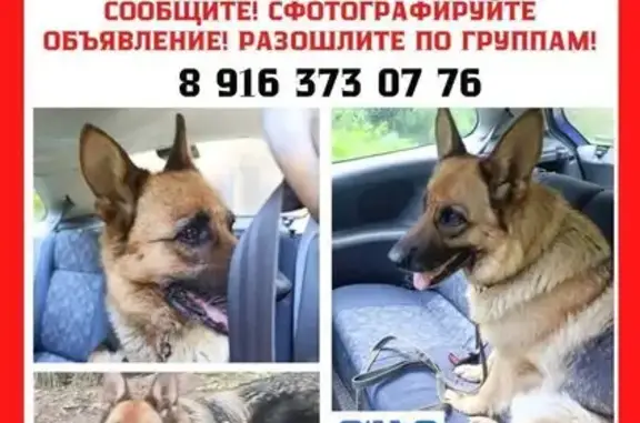 Найдена собака, Истра, фото: Найдена собака, Истра — овчарка, два ошейника