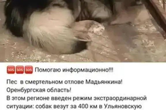 Найдена собака, Казань, фото: Найдена собака, Казань — в отлове
