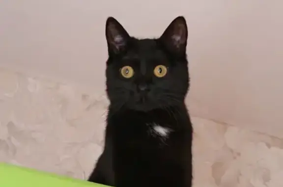 Пропала кошка, Королёв, Королёва, д. 7 — молодая, чёрная с белым пятнышком на груди - photo