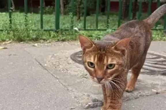 Найденные животные Москва, фото: Найдена кошка, Москва, Шумилова — породистая, с брелоком страховой компании Click id