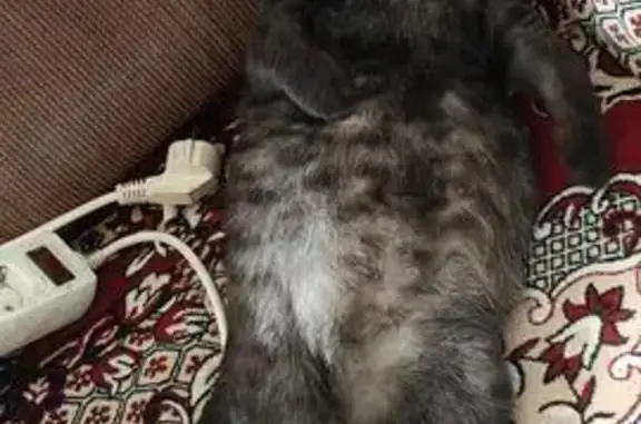 Найдена кошка, Чистополь, фото: Найдена кошка, Чистополь