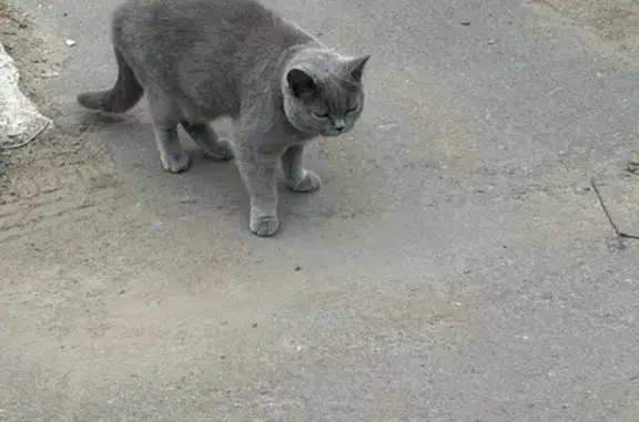 Найденные животные Красногорск, фото: Найдена кошка, Поселок городского типа Путилково (г Красногорск), Садовая, д. 20, Красногорск — серый котик найден рядом с ТЦ ВЕЙПАРК