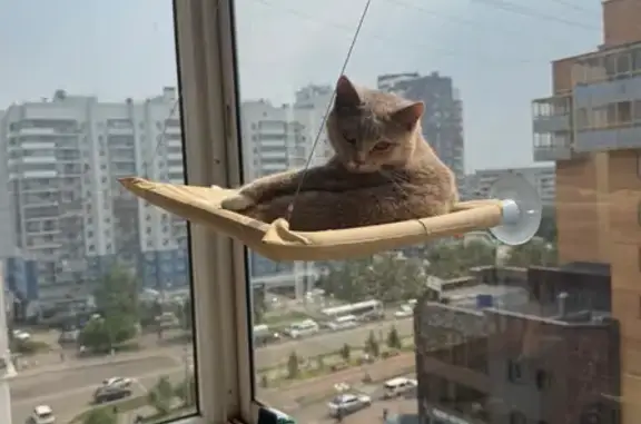 Пропала кошка, Район Октябрьский (г Красноярск), Белорусская, д. 9, Красноярск — пугливая, но ласковая - photo