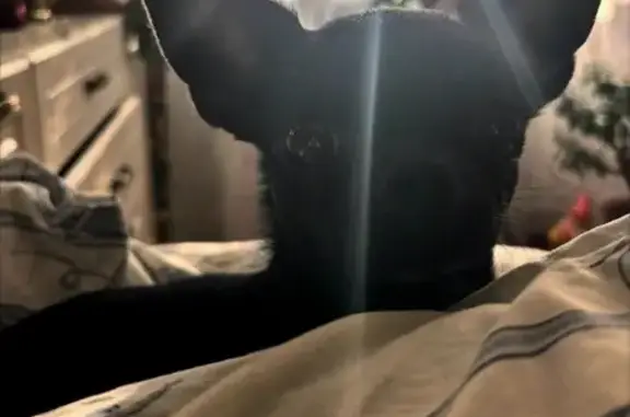Пропала собака, Железнодорожная, д. 41а, Михайлов — чёрный окрас, отзывается на кличку Чипа - photo