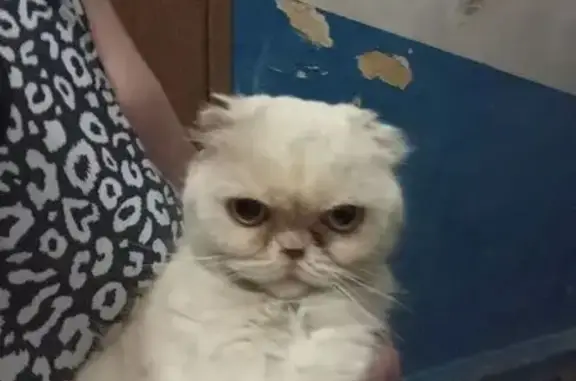 Найдена кошка, Симферополь, фото: Найдена кошка, Симферополь, Фрунзе, д. 43/2, Симферополь — кремовая, серый ошейник