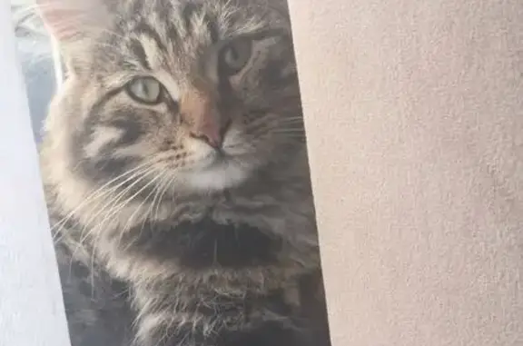 Пропала кошка, Черемхово — длинношёрстная, с ошейником - photo