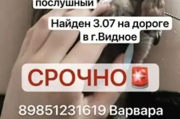 Найдена собака, Видное, фото: Найдена собака, Видное, Советская, д. 19а, Видное — коричневый той-терьер, мальчик