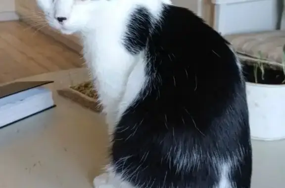Кошки потеряшки, Кольцово, фото: Потеряшка кошка, Рабочий поселок Кольцово, Никольский, д. 13, Кольцово — черно-белый кот