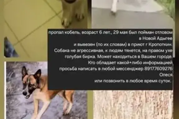 Пропала собака, Усть-Лабинск — рыжий с белым окрасом, голубой ошейник и бирка на ухе - photo