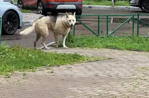 Найденные животные Реутов, фото: Найдена собака, Реутов, Октября, д. 52 — была в ошейнике, немного хромает
