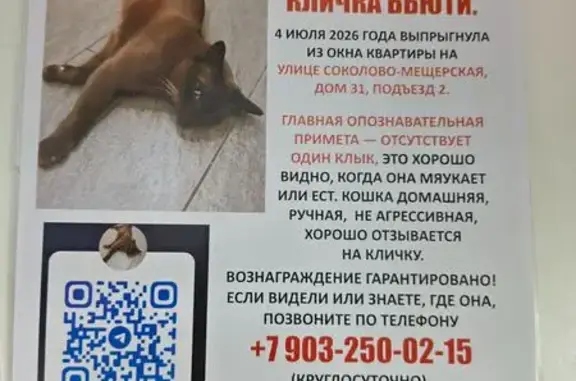 Пропала кошка, Москва, Соколово-Мещерская, д. 31 — коричневая бурма, 7,5 лет - photo