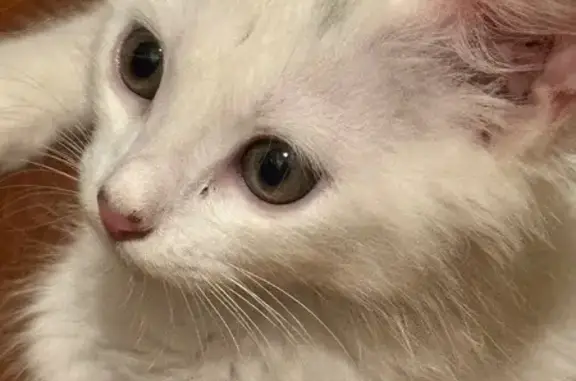 Найденные животные Краснодар, фото: Найдена кошка, Российская, Краснодар — котёнок, приучен к лотку