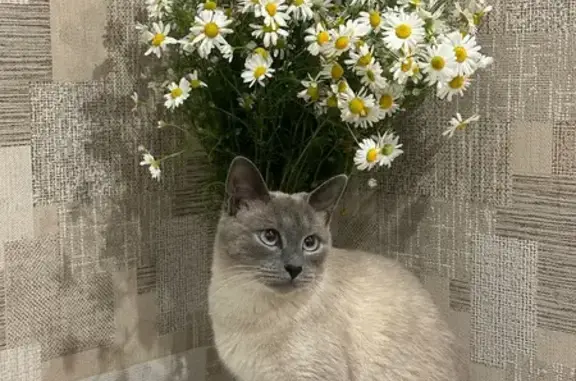 Пропала кошка, Воронеж, Антонова-Овсеенко, д. 35в, Воронеж — потерялся примерно в 5–6 утра - photo