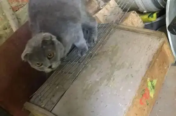 Найдена кошка, Голицыно, фото: Найдена кошка, Голицыно, Мира, Голицыно — шотландская вислоухая, молодой(ая), серый (дымчатый) окрас