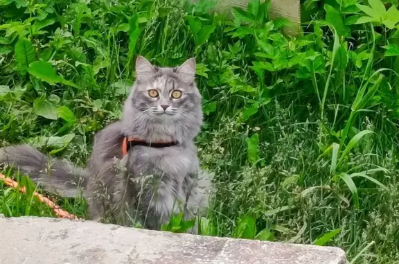 Пропала кошка, Территория снт Хрусталь (м-в Пупышево), 13-я, д. 229, Пупышево — пушистая, серая с белой мордочкой и пузиком - photo