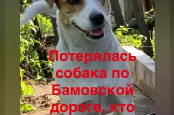 Пропала собака, Усть-Кут — белая, коричневые пятна - photo