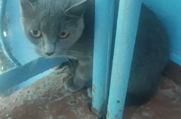 Найденные животные Кемерово, фото: Найдена кошка, Ленина, Кемерово — британская, оранжевые глаза, даётся в руки