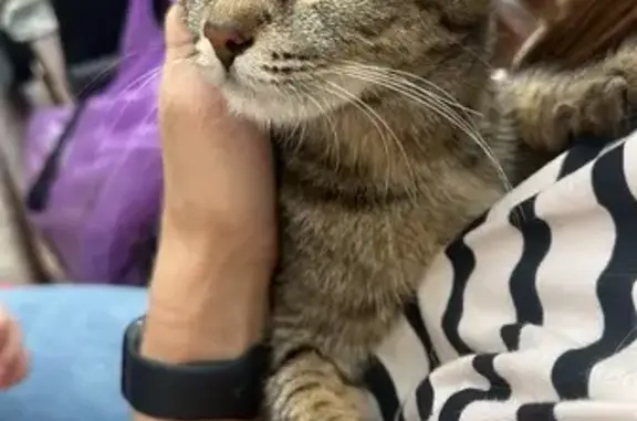 Найдена кошка, Видное, фото: Найдена кошка, Видное, Березовая, д. 13, Видное
