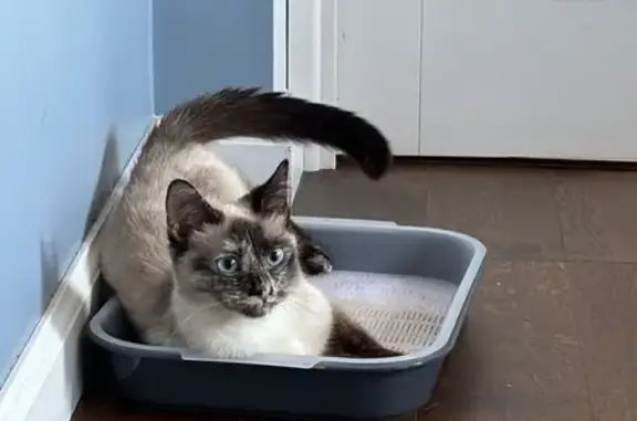 Найденные животные Котельники, фото: Найдена кошка, Котельники — возраст около 1 года, очень ласковая