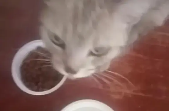 Найденные животные Нижний Новгород, фото: Найдена кошка, Нижний Новгород, Большая Окружная, Нижний Новгород — серый дымчатый котик, очень худой