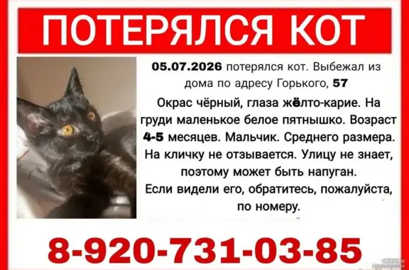 Пропала кошка, Горького, д. 57, Курск — чёрная, с маленьким белым пятном на груди - photo