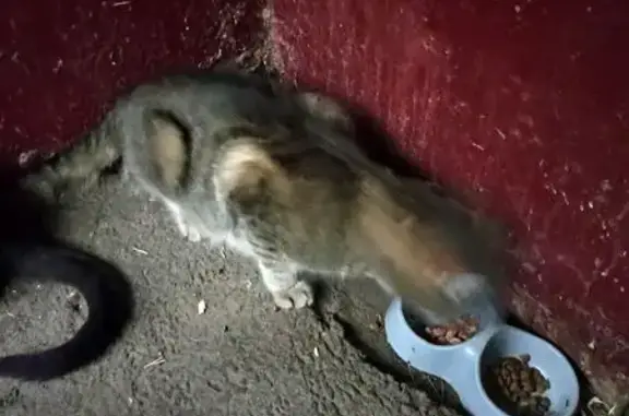 Найдена кошка, Нижний Новгород, фото: Найдена кошка, Район Автозаводский (г Нижний Новгород), Челюскинцев, д. 27, Нижний Новгород — очень крупная, упитанная, боязливая