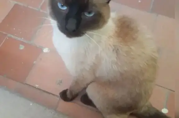 Найдена кошка, Северобайкальск, фото: Найдена кошка, Северобайкальск