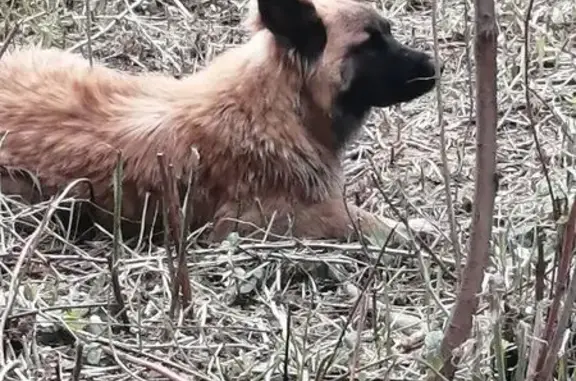 Объявления о пропавших и найденных животных, Раменское, фото: Найдена собака, Поселок Спартак (г Раменское), Раменское — неагрессивная, пугливая