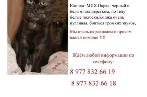 Пропала кошка, Подольск, Тепличная, д. 11 — чёрная с белым подшёрстком - photo