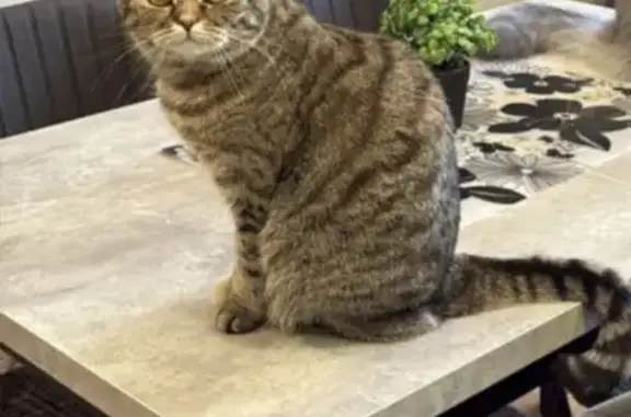 Пропала кошка, Киров, Березниковский, д. 32 — домашняя, стерилизованная - photo