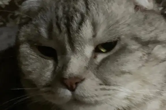 Пропала кошка, Молодежная, д. 29, Соликамск — шотландский вислоухий кот - photo